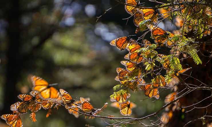 Chase mariposa on Mexico's famous butterfly trail