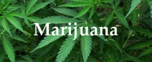 7 مکانی که مصرف ماریجوآنا در آن ها قانونی اعلام شده است