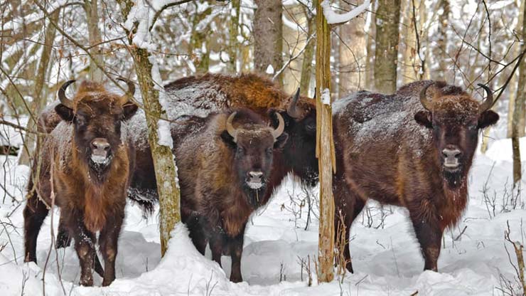 Białowieża National Park