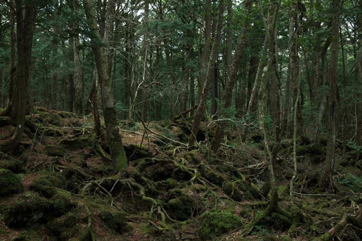 جنگل خودكشی در ژاپن