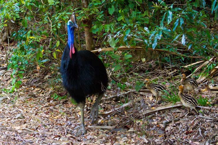 Cassowary