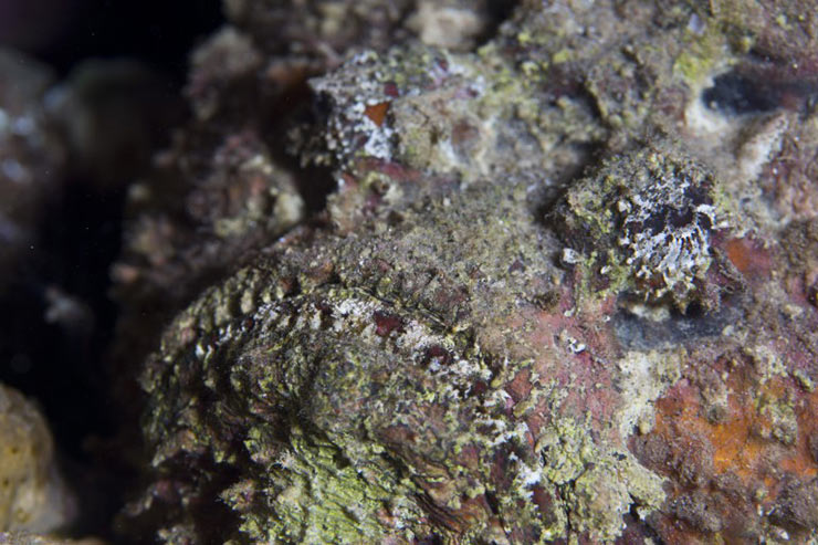 Stonefish