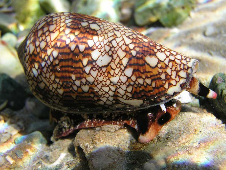 Textile Cone Snail