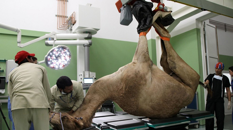 Dedicated care for camels
