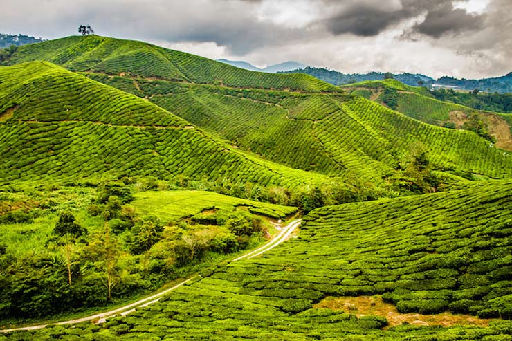 Cameron Highlands