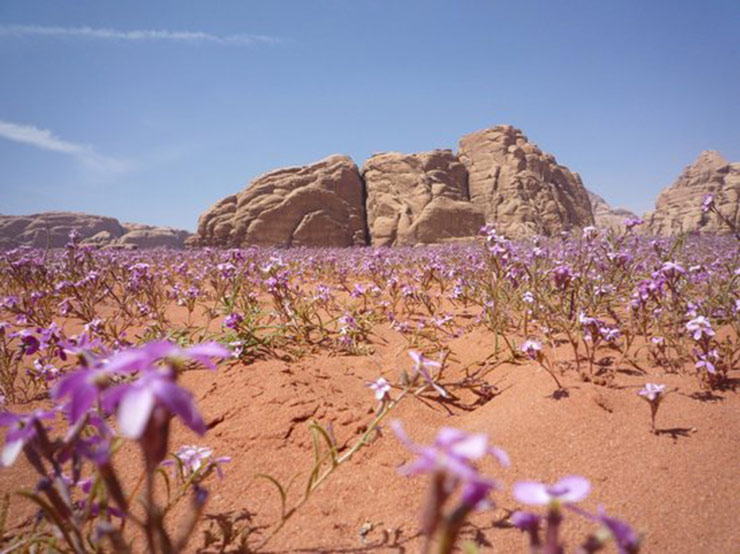 jordan wild flowers