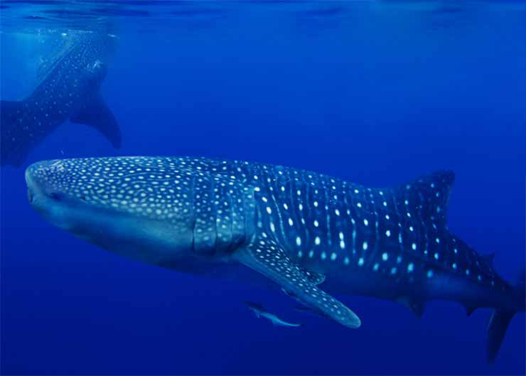 Whale Shark Swimming in Mexico with National Geographic