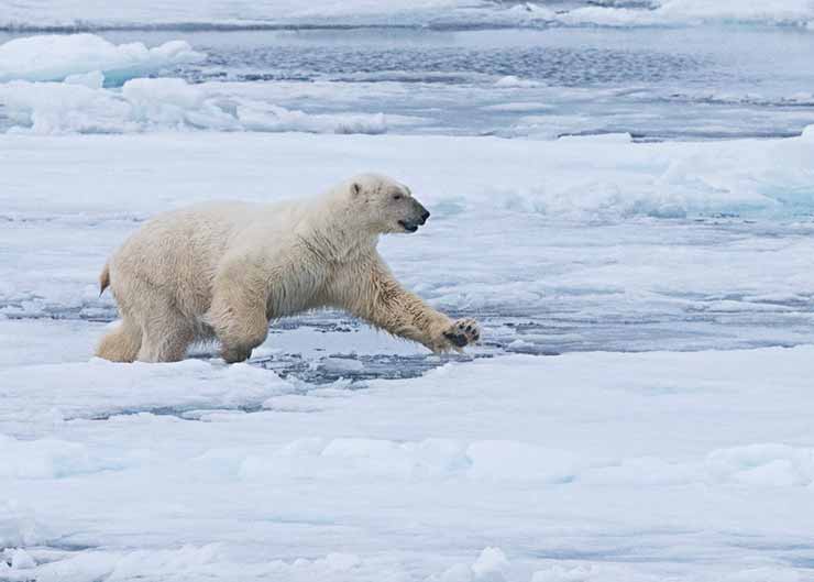 Norwegian Polar Bear Tracking