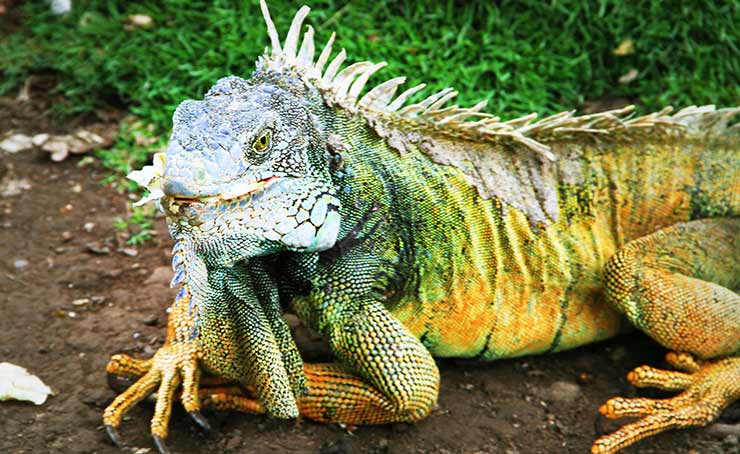 Laze with Iguanas in Guayaquil