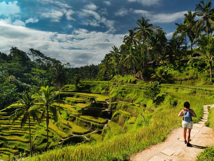 Tegalalang Rice Terrace, Tegalalang and Ubud, Indonesia