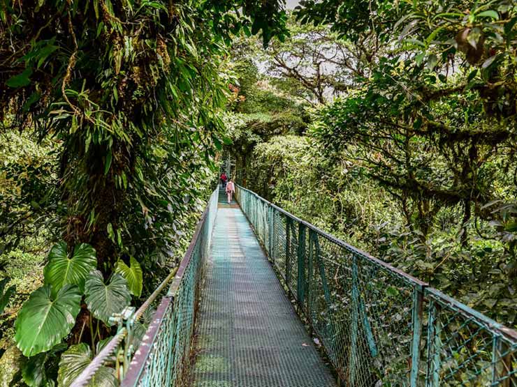 Monteverde Cloud Forest, Monte Verde, Costa Rica