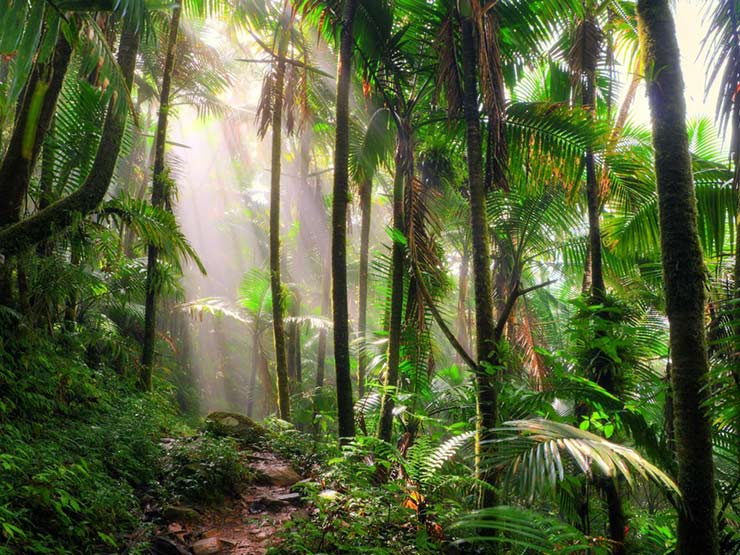 El Yunque National Forest, Puerto Rico