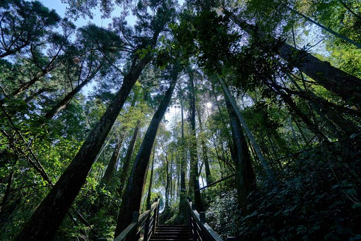 Alishan Forest Railway