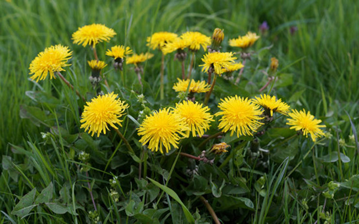 Dandelions