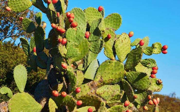 Prickly pear cactus