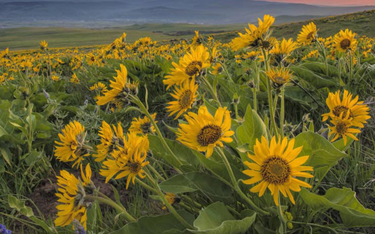 Arrowleaf balsamroot