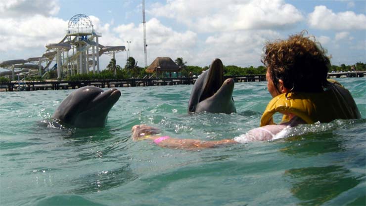 Swimming with captive dolphins