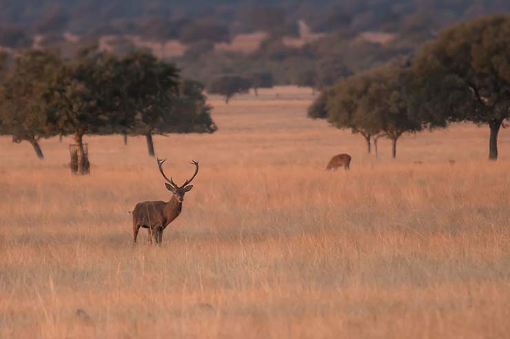 Cabaneros National Park