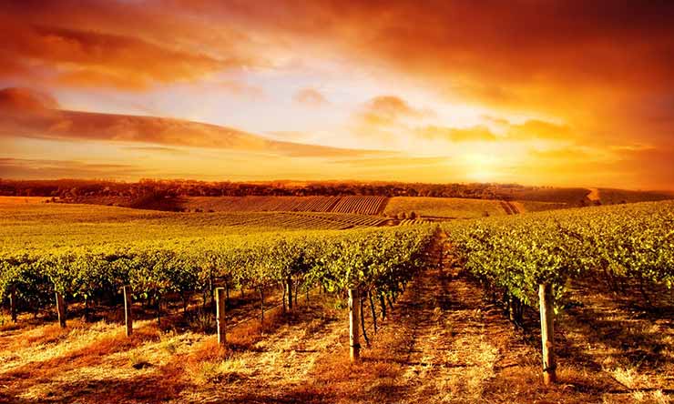 Undertake your own South Australian food and wine odyssey