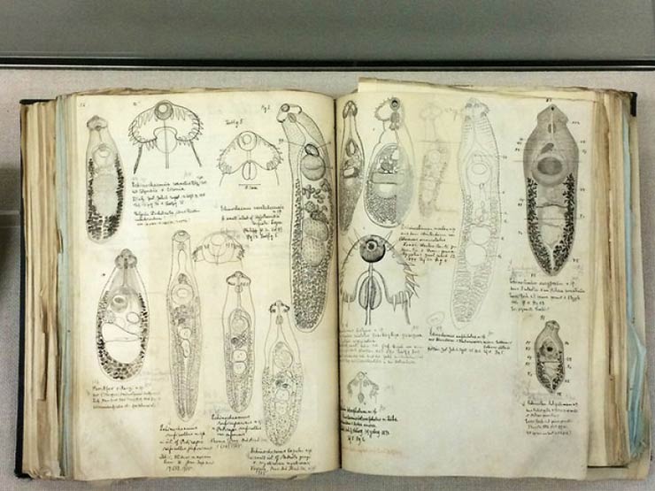 Parasite sketchbook at The Meguro Parasitological Museum