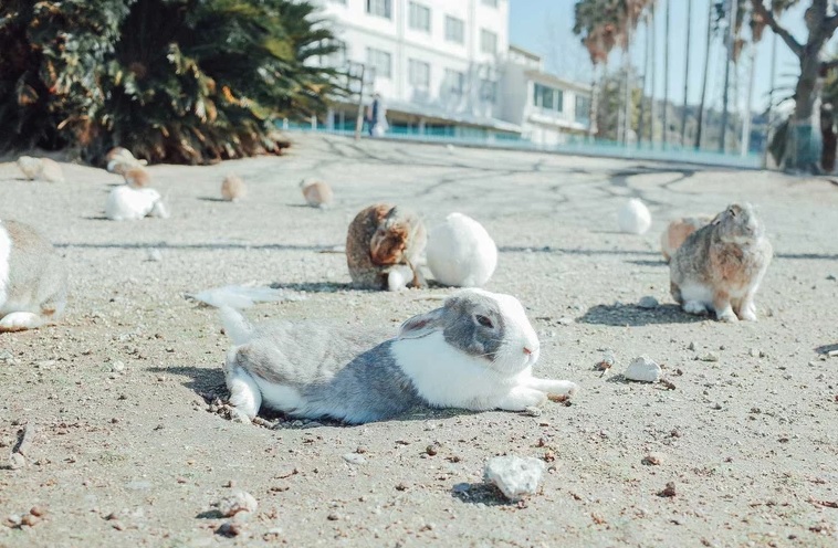 Okunoshima, Takehara