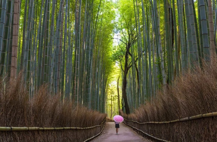 Sagano Bamboo Forest, Kyoto