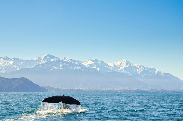 Whale watching