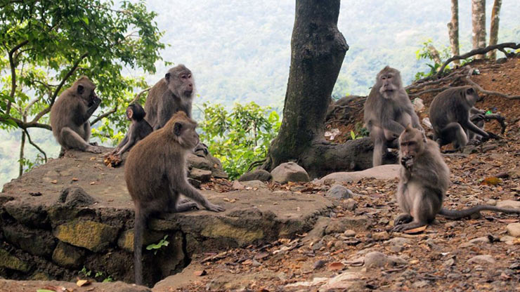 Pusuk Monkey Forest