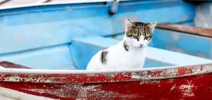 سفر به یونان و بازی با گربه ها