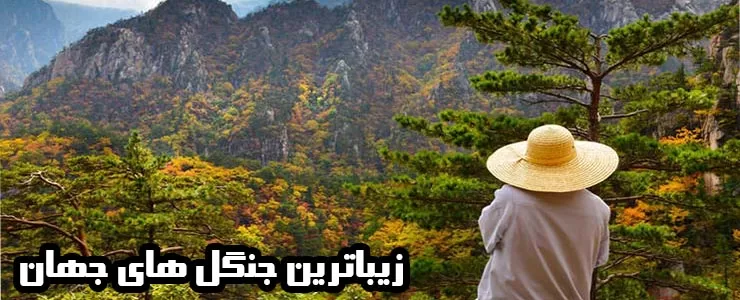 معرفی زیباترین جنگل های جهان