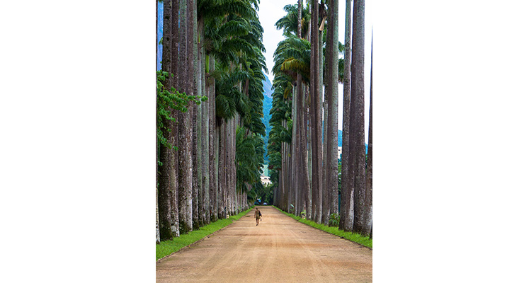 The Avenue of Royal Palms in the Jardim Botânico