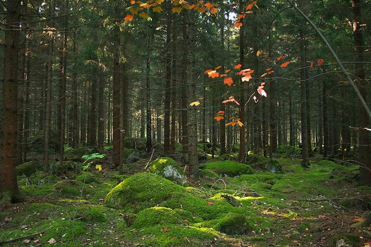 Farnebofjarden National Park