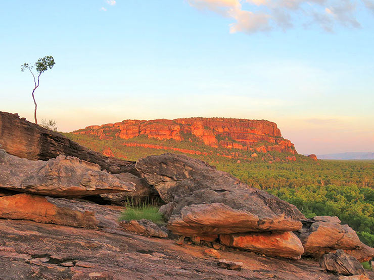 Kakadu in the wet