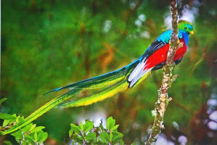 quetzal 