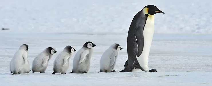 پنگوئن ها را در این 7 نقطه از حیات وحش ببینید