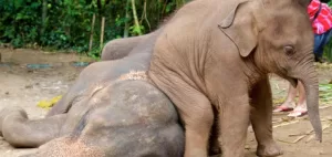 فیل ها، غول های مهربان تایلند