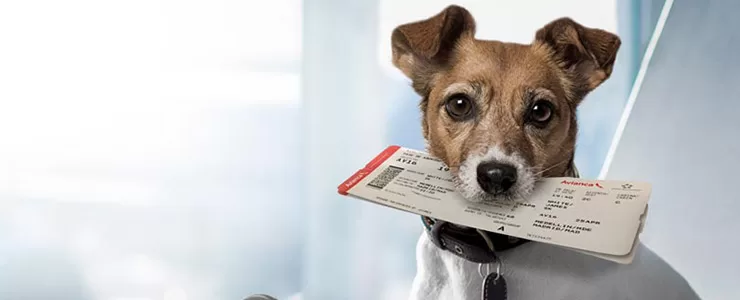 10 فرودگاه در ایالات متحده که حیواناتی برای کاهش استرس مسافر دارند