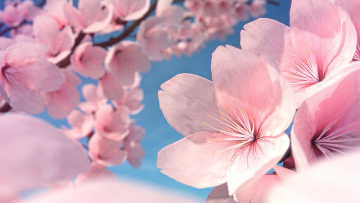 جشنواره شکوفه های گیلاس در ژاپن