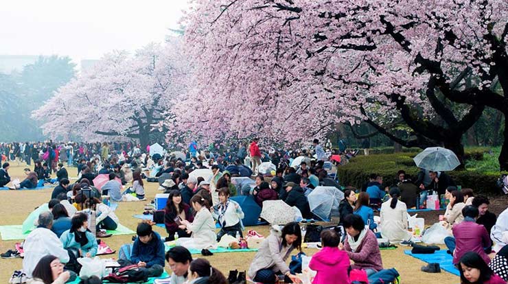 1684150326 720 جشنواره شکوفه های گیلاس در ژاپن