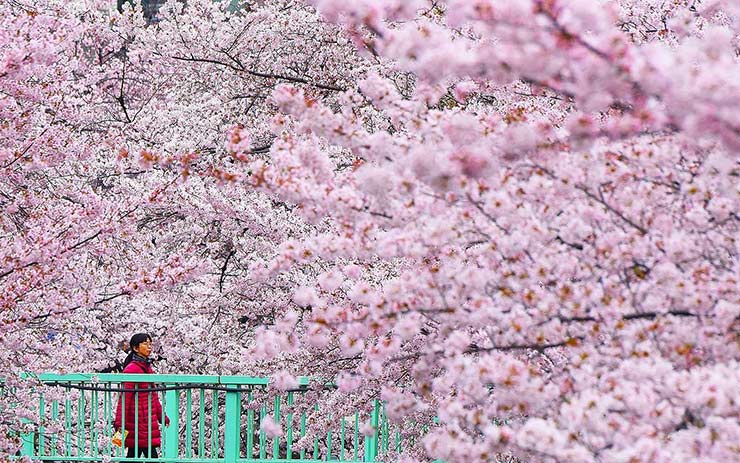 1684150327 180 جشنواره شکوفه های گیلاس در ژاپن