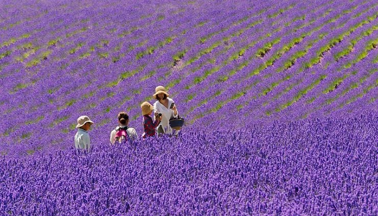 Furano