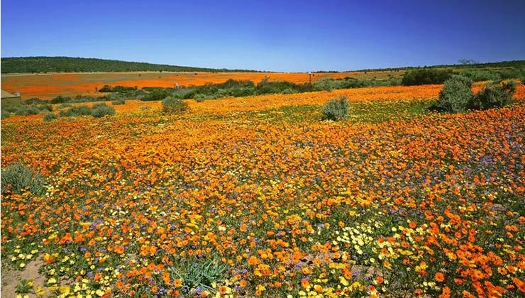 Cape Floral Kingdom, South Africa  