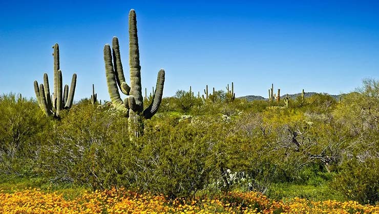 Arizona-Sonora Desert, Arizona