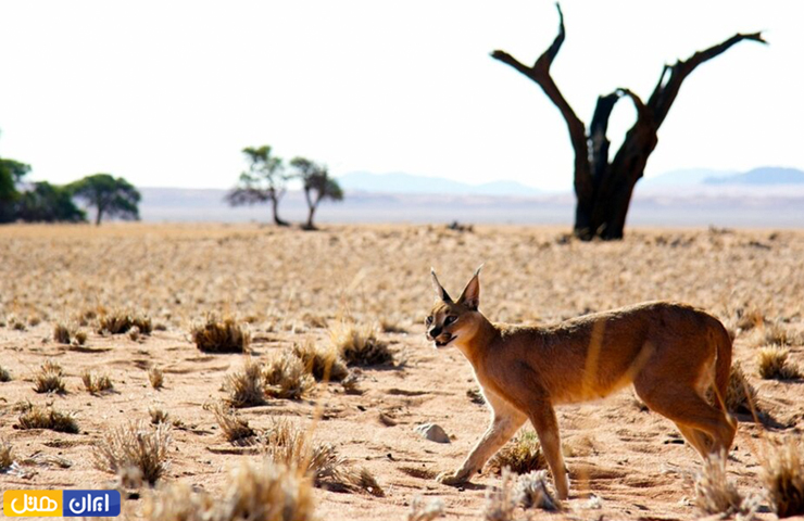 جاهای دیدنی یزد با عکس و آدرس 31 تصویری تماشایی از کاراکال جذاب در میان کویر کاراکال یزد