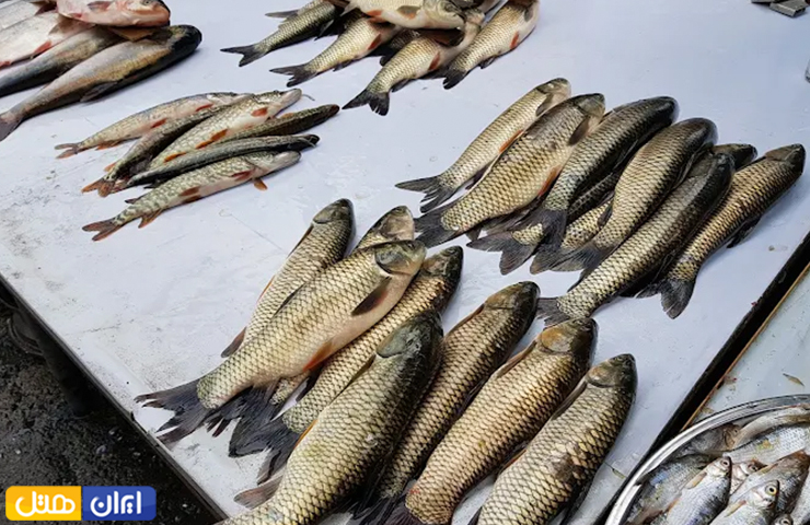 مراکز خرید بندر انزلی؛ معرفی بازارها و پاساژهای انزلی + عکس 3 ماهیهای تازه صیده شده در بازار ماهی بندر انزلی