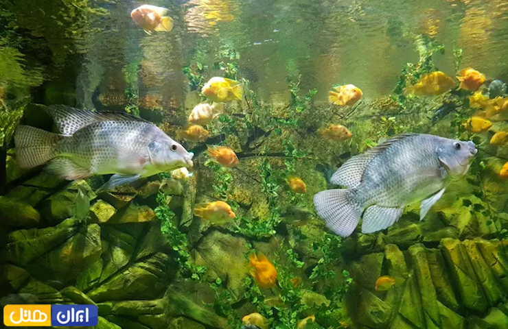 جاهای دیدنی بندر انزلی، سرزمین مردابهای آرام و رودهای روان 2 ماهیهای زیبا در فضای آکواریوم بندر انزلی
