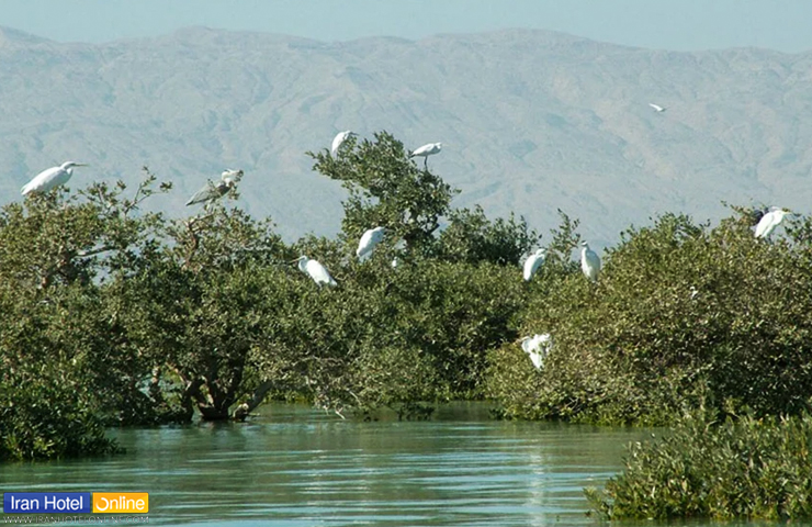 مرغ‌های ماهی‌خوار نشسته بر روی درخت های مانگرو در دل جنگل حرا چابهار