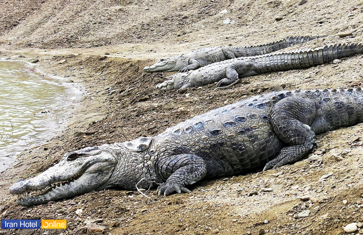 عکسی زیبا از گاندوهای روستای باهوکلات چابهار 