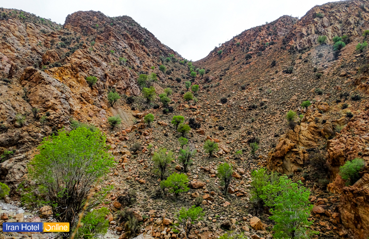 عکسی از جنگل سنو با طبیعت سبز و سر زنده از جاذبه های طبیعی طبس