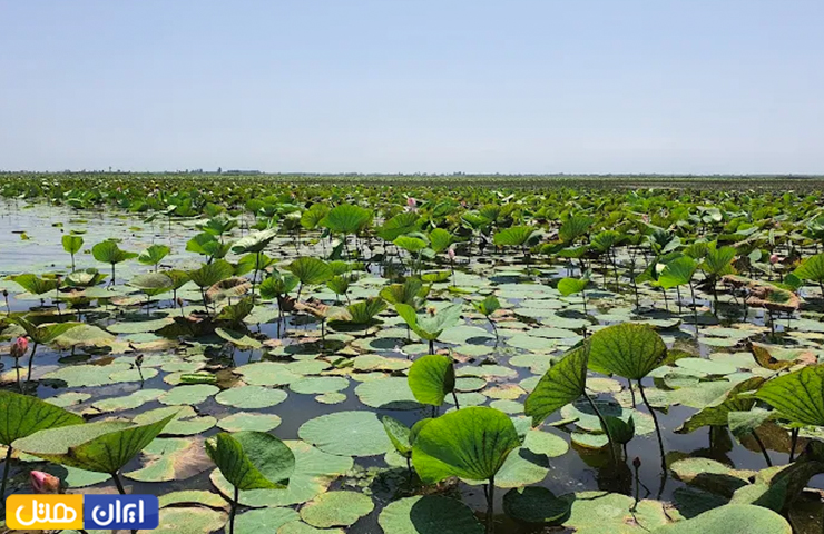 جاهای دیدنی بندر انزلی، سرزمین مردابهای آرام و رودهای روان 16 تالاب زیبای سرخانکل با برگهای پهن گلهای نیلوفر بر روی آب از معروفترین جاهای دیدنی انزلی